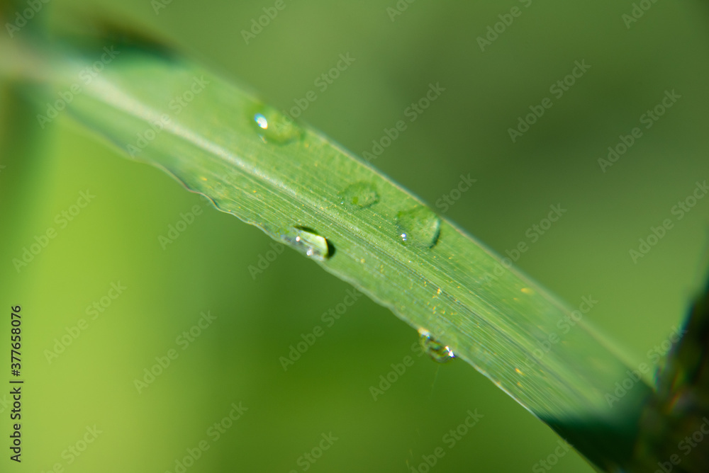 葉に付いた水滴