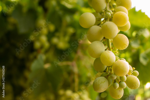Racimo de uvas en La-Mancha