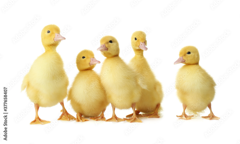 Cute fluffy goslings on white background. Farm animals Cute fluffy goslings on white background. Farm animals