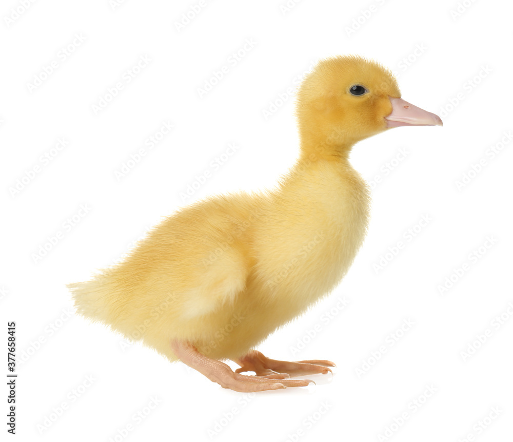 Cute fluffy gosling on white background. Farm animal Cute fluffy gosling on white background. Farm animal