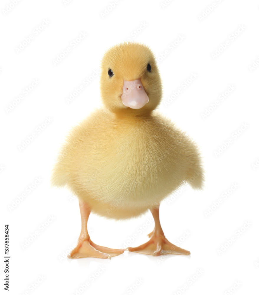 Cute fluffy gosling on white background. Farm animal Cute fluffy gosling on white background. Farm animal