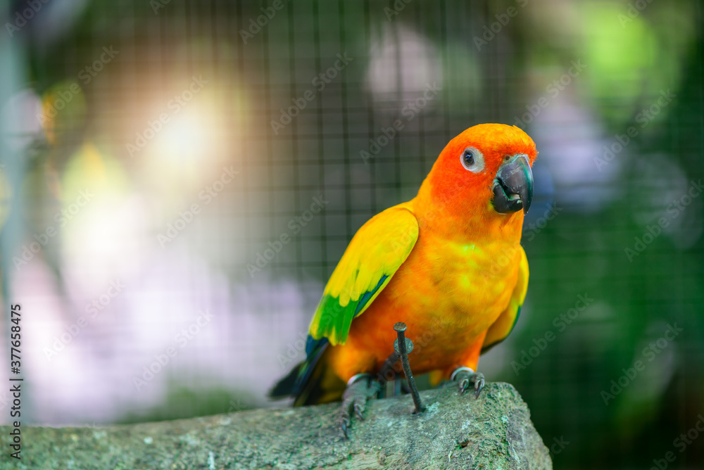 Obraz premium Beautiful Lovebird parrot sitting on branch.
