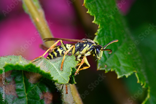 Wespe / Heide-Feldwespe (Polistes cf. nimpha) - paper wasp photo