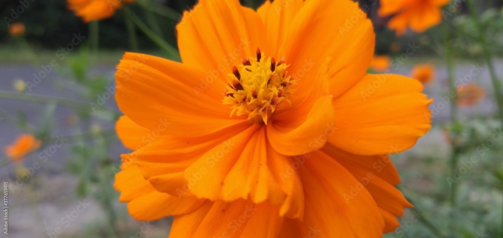 orange flower in the garden