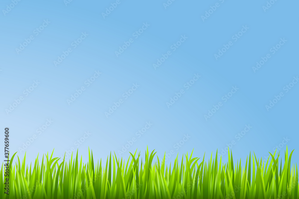 Fototapeta premium Grass background. Vector illustration.