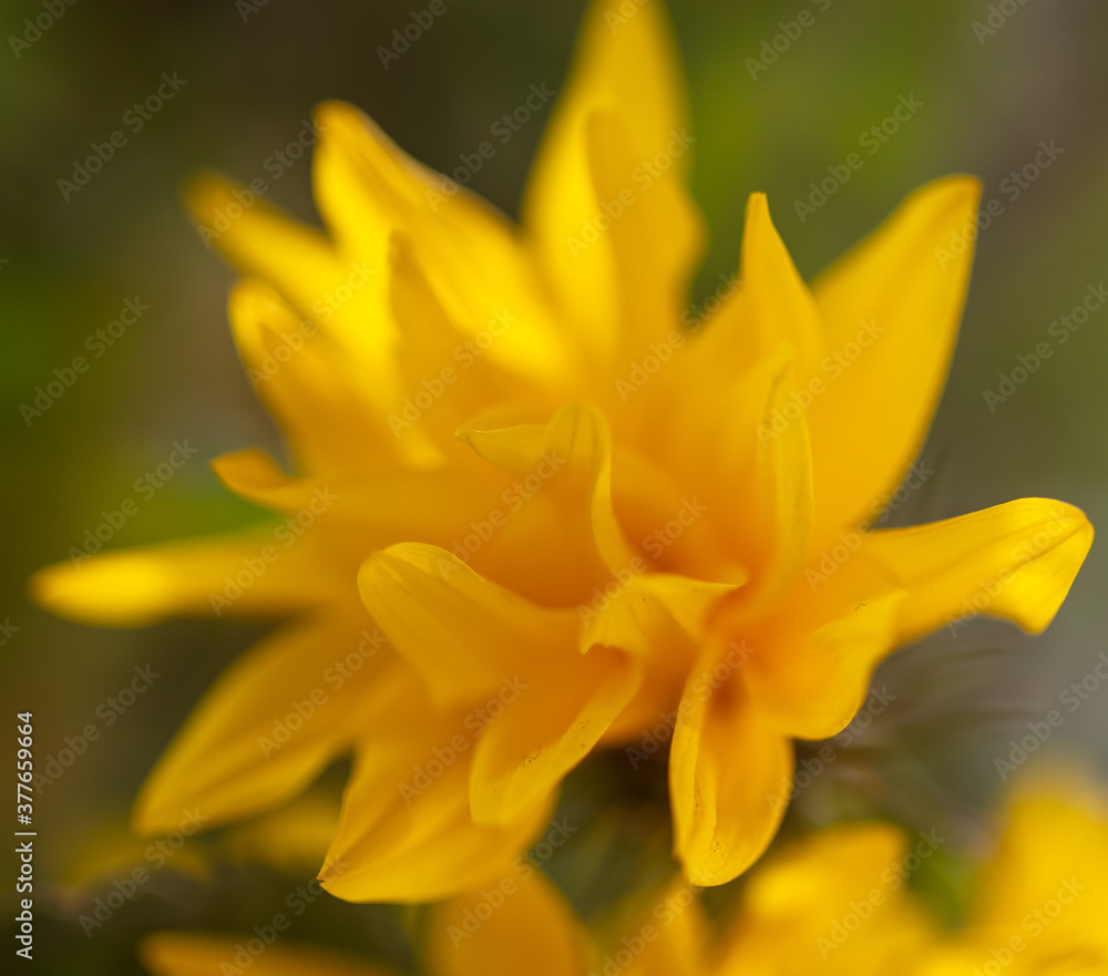 Yellow flower in the park.