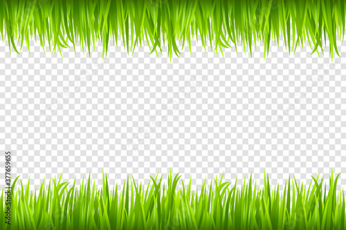 Grass background. Vector illustration.