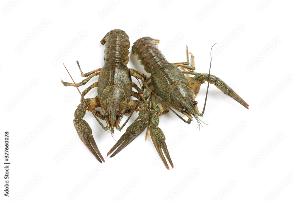 Fresh raw crayfishes isolated on white. Healthy seafood Fresh raw crayfishes isolated on white. Healthy seafood
