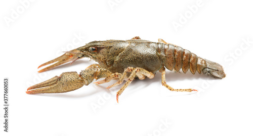 Fresh raw crayfish isolated on white. Healthy seafood photo