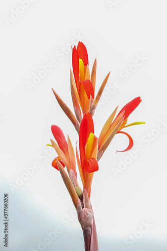 beautyful red Canna flowers isolated on white background