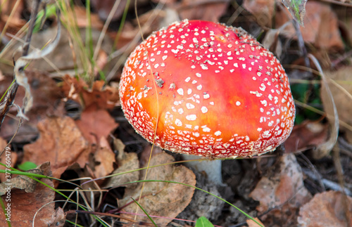The red fly agaric mushroom grows in the forest.
