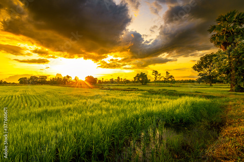 Green field and sunset with beautiful sky sunset. Landscape rice farm backgroung.