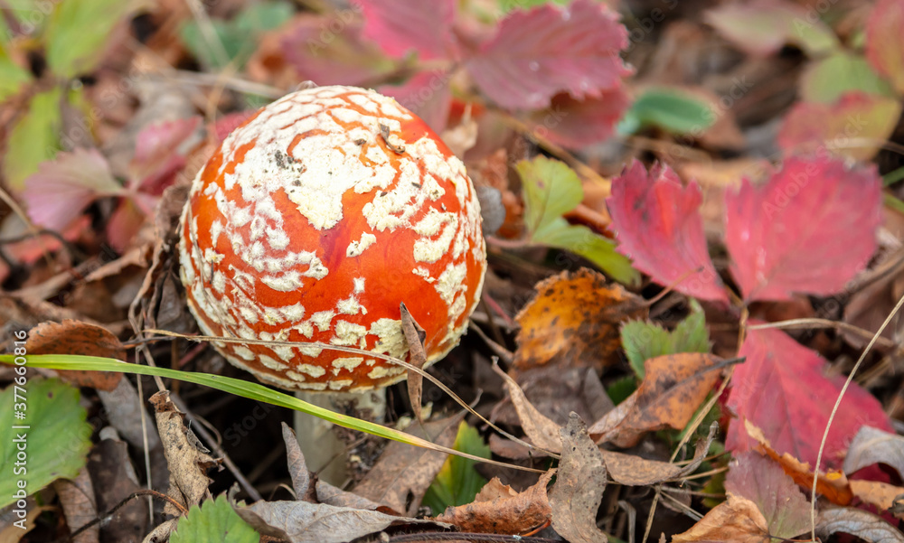 The red fly agaric mushroom grows in the forest. The red fly agaric mushroom grows in the forest.