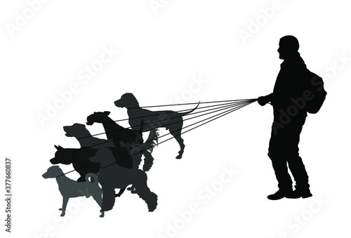Professional dog walker man on street with many dogs on leash vector silhouette. Walking the pack/array of dogs illustration isolated on white. Dalmatian, Fox terrier, Russel jack, Labrador, Poodle...