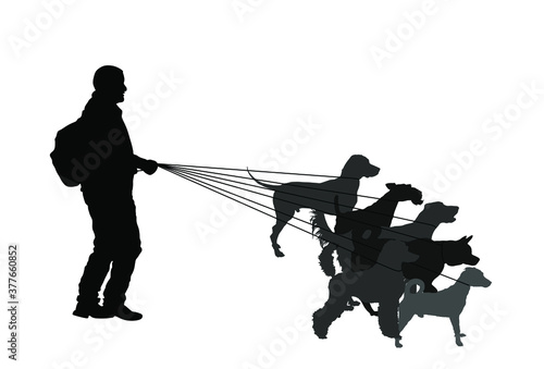 Professional dog walker man on street with many dogs on leash vector silhouette. Walking the pack/array of dogs illustration isolated on white. Dalmatian, Fox terrier, Russel jack, Labrador, Poodle...