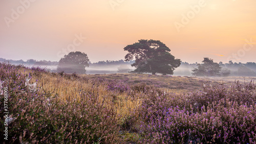 Westufer Heide bei Haltern am See