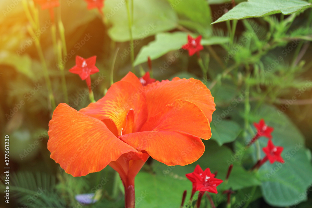 Fototapeta premium beautyful red Canna flowers background asia flower image