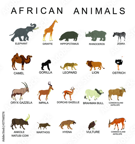 Group of African animals collection vector illustration isolated on white  background. Big animals set poster. Elephant, giraffe, lion, hippo,  hyena,rhino, zebra, camel, gorilla monkey, gazelle... Stock Vector | Adobe  Stock
