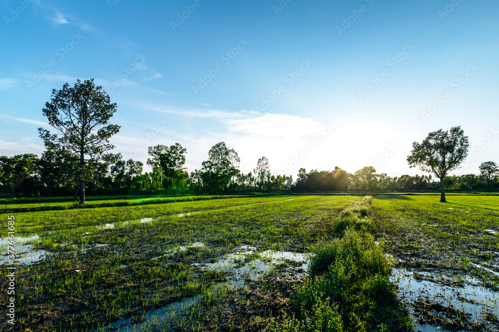 Fototapeta premium Beautiful green field of rice plant with water and blue sky in the moring. Argiculture concept.