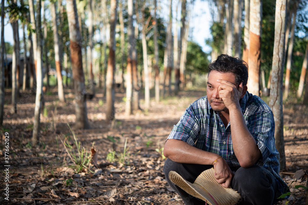 Farmer agriculturist Rubber plantation low yield Farmer agriculturist Rubber plantation low yield