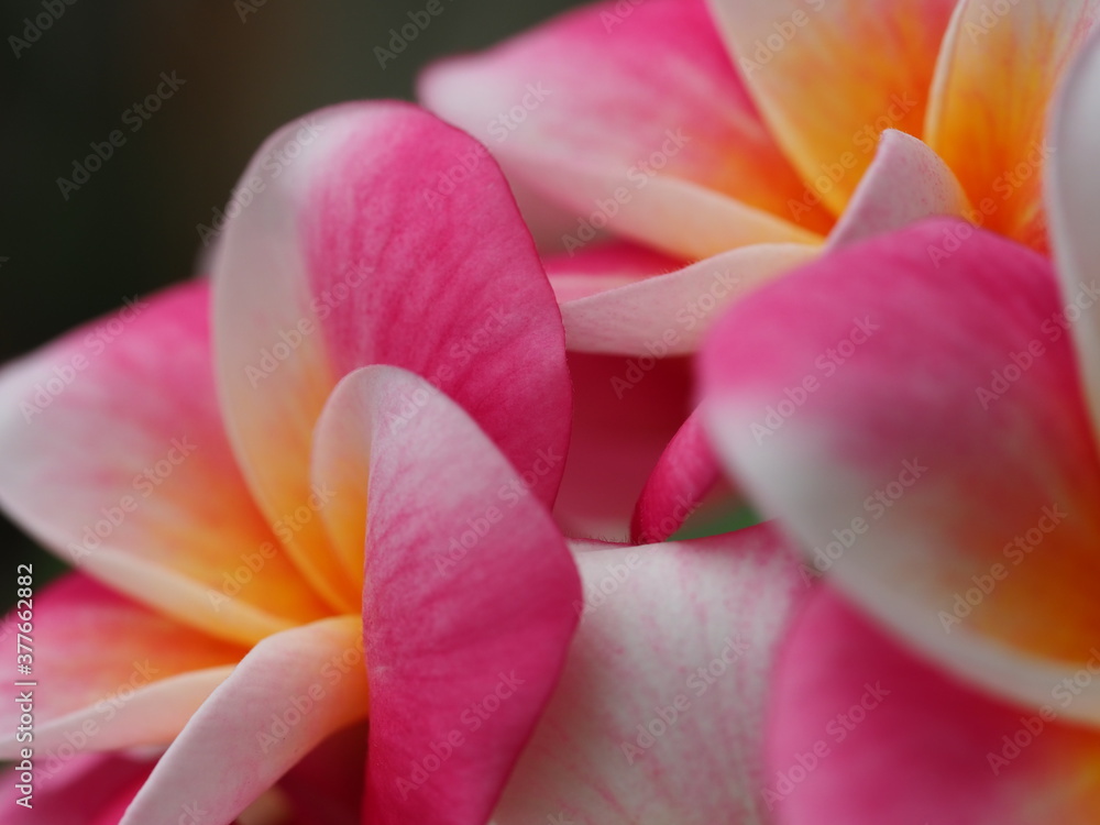 Fototapeta premium ピンクのプルメリア 「カリフォルニア サンセット」の花