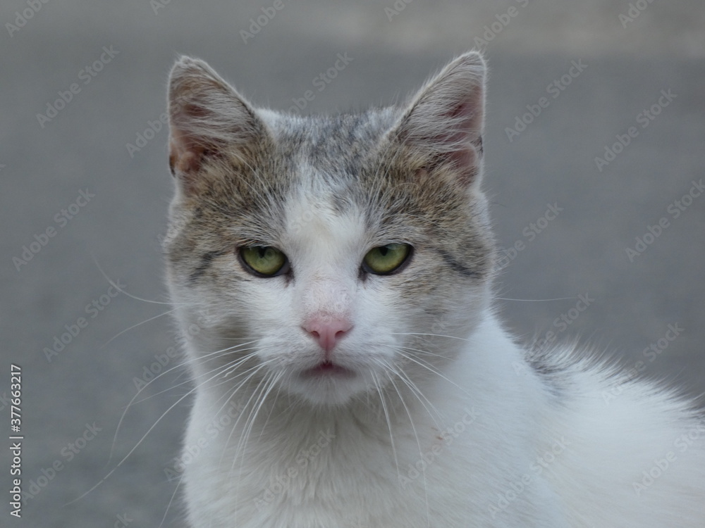 White and brown cat with green eyes portrait wih grey background, front view