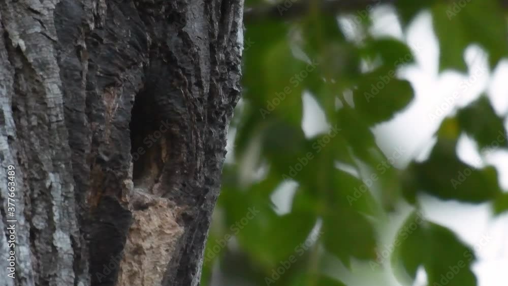 The Black-thighed Falconet is one of the smallest birds of prey found in the forests in some countries in Asia; feeding on insects, small birds, lizards and other small animals. The Black-thighed Falconet is one of the smallest birds of prey found in the forests in some countries in Asia; feeding on insects, small birds, lizards and other small animals.