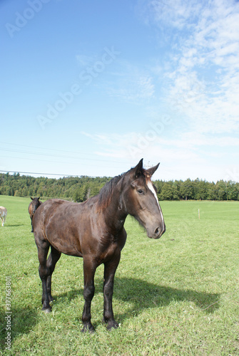 Work horse in a pasture © Ann