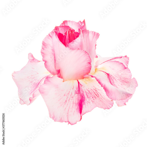 Pink red flower adenium obesum isolated on white background