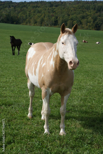 A pinto horse in a pasture © Ann