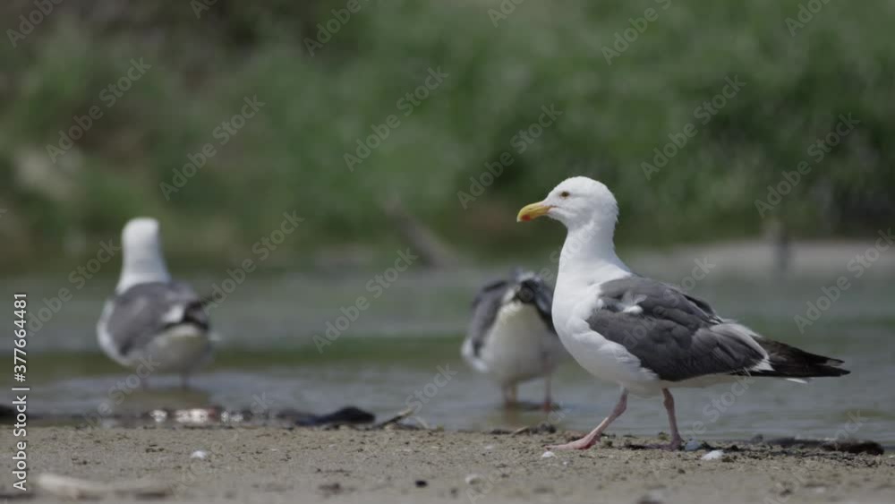 Seagull walks as camera follows in slow mo 4K Seagull walks as camera follows in slow mo 4K