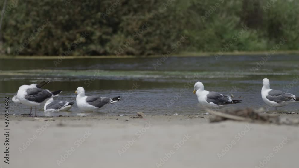 Seagulls cleaning, splashing and drinking water at the beach in slow mo 4K Seagulls cleaning, splashing and drinking water at the beach in slow mo 4K