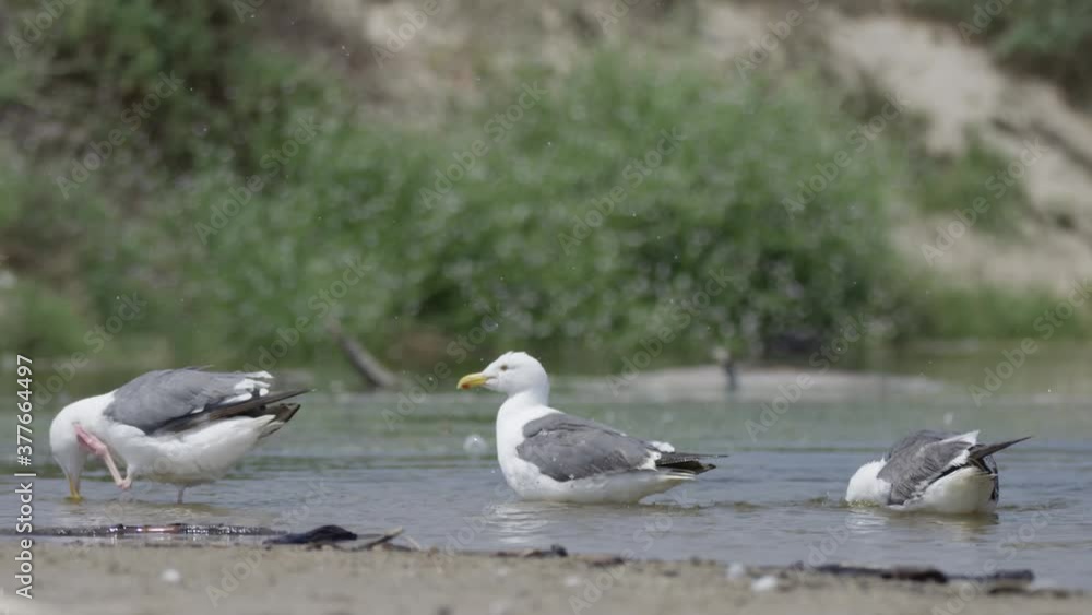Seagulls cleaning, splashing and drinking water at the beach in slow mo 4K Seagulls cleaning, splashing and drinking water at the beach in slow mo 4K