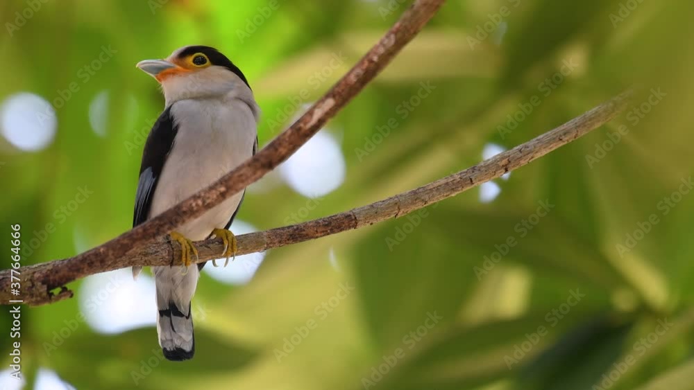 The Silver-breasted Broadbill is a famous bird in Thailand, both local and international; comical and ridiculously coloured bird, plus the bill that is so broad, it is an amusing bird to watch. The Silver-breasted Broadbill is a famous bird in Thailand, both local and international; comical and ridiculously coloured bird, plus the bill that is so broad, it is an amusing bird to watch.
