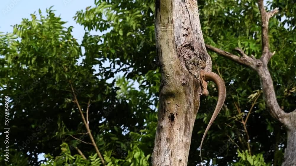 The Clouded Monitor Lizard is found in Thailand and other countries in Asia; a tree climber taking advantage of a deep cavity in a tree as its own nest, then it sticks its head out looking around. The Clouded Monitor Lizard is found in Thailand and other countries in Asia; a tree climber taking advantage of a deep cavity in a tree as its own nest, then it sticks its head out looking around.