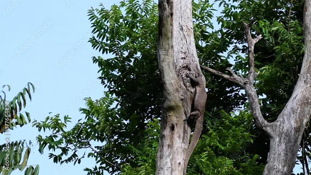 The Clouded Monitor Lizard is found in Thailand and other countries in Asia; a tree climber taking advantage of a deep cavity in a tree as its own nest, then it sticks its head out looking around. The Clouded Monitor Lizard is found in Thailand and other countries in Asia; a tree climber taking advantage of a deep cavity in a tree as its own nest, then it sticks its head out looking around.