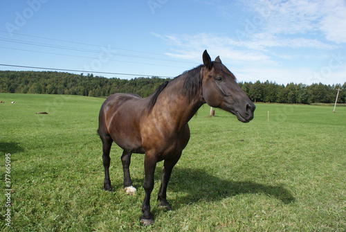 A work horse in a pasture © Ann
