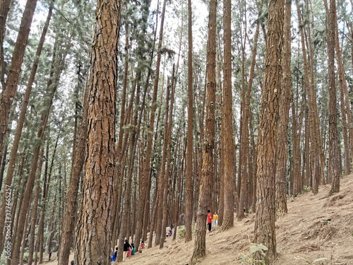 Pine Forest in Vagamon,Idukki,Kerala,India. 