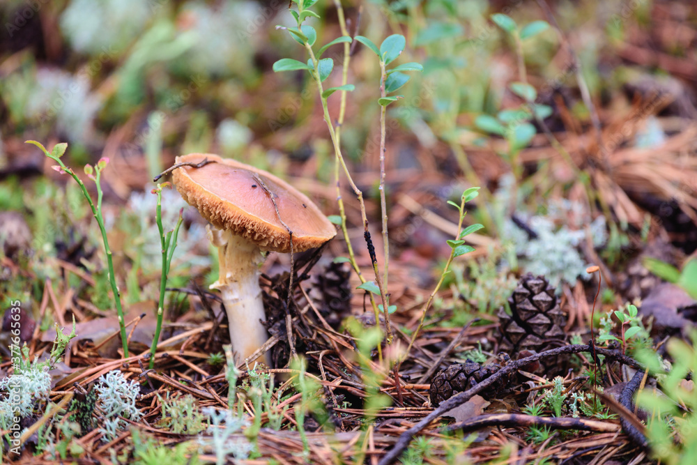 Poisonous toadstool mushroom growing in the forest. Poisonous toadstool mushroom growing in the forest.