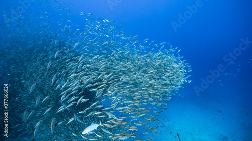 Fototapeta Naklejka Na Ścianę i Meble -  Bait ball / school of fish in turquoise water of coral reef in Caribbean Sea / Curacao