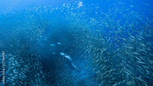 Bait ball / school of fish in turquoise water of coral reef in Caribbean Sea / Curacao with Blue Runner