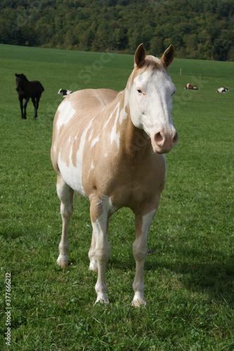 A pinto horse in a pasture