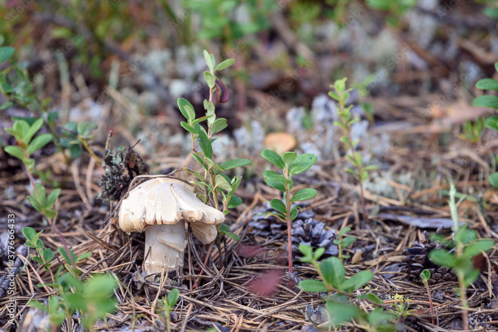 Poisonous toadstool mushroom growing in the forest. Poisonous toadstool mushroom growing in the forest.
