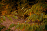 Autumnal leaves in blurred background. Autumnal Park. Autumn Trees and Leaves