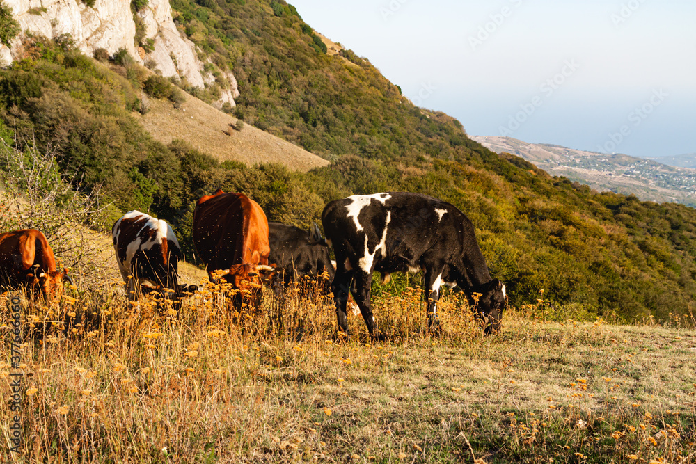 Cows graze in a meadow in the mountains near the forest.