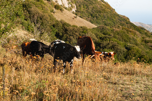 Cows graze in a meadow in the mountains near the forest.