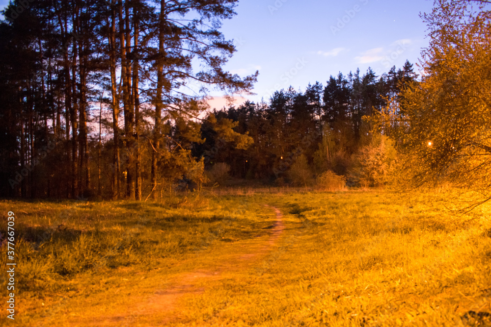 Fototapeta premium Night landscape, trees grass forest night lantern