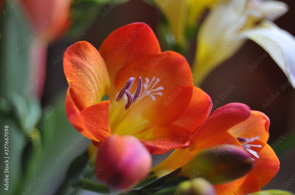 red and yellow tulip red and yellow tulip