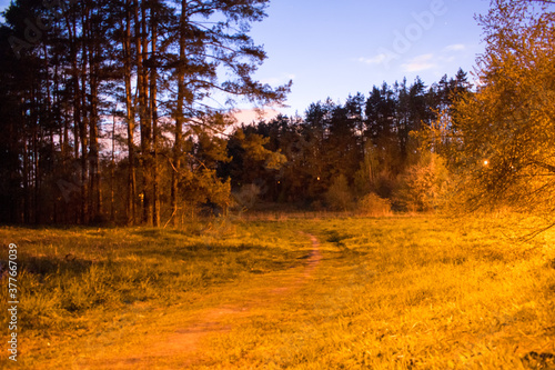 Night landscape  trees grass forest night lantern