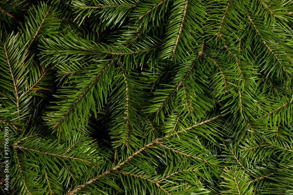 Background of green fir branches Background of green fir branches